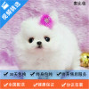 麦比佳 纯种哈多利系球体博美犬活体动物 茶杯博美犬 日系俊杰双血统长不大的茶杯狗白色博美犬 赛级博美犬活体狗狗终身包纯种