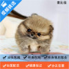 麦比佳 纯种哈多利系球体博美活体宠物 茶杯博美犬 日系俊杰双血统长不大的茶杯狗白色博美犬 赛级博美犬活体狗狗纯种博美犬