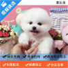 麦比佳 纯种哈多利系球体博美犬幼犬俊介 茶杯博美犬 日系俊杰双血统长不大的茶杯狗白色博美犬 赛级博美犬活体狗狗纯种博美犬