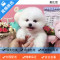麦比佳 纯种哈多利系球体博美犬幼犬俊介 茶杯博美犬 日系俊杰双血统长不大的茶杯狗白色博美犬 赛级博美犬活体狗狗纯种博美犬