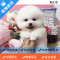 麦比佳 纯种哈多利系球体博美犬幼犬俊介 茶杯博美犬 日系俊杰双血统长不大的茶杯狗白色博美犬 赛级博美犬活体狗狗纯种博美犬