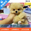 麦比佳 纯种哈多利系球体博美犬幼犬俊介 茶杯博美犬 日系俊杰双血统长不大的茶杯狗白色博美犬 赛级博美犬活体日系纯种俊介犬