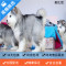 麦比佳 纯种巨型阿拉斯加幼犬活体宠物 熊版十字脸阿拉斯加雪橇犬 双血统烟灰色桃脸阿拉斯加幼犬巨大型雪橇犬阿拉斯加犬