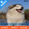 麦比佳 纯种巨型阿拉斯加幼犬活体宠物 熊版十字脸阿拉斯加雪橇犬 双血统烟灰色桃脸阿拉斯加幼崽 巨大型雪橇犬阿拉斯加犬23