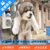 麦比佳 纯种巨型阿拉斯加幼犬活体宠物 熊版十字脸阿拉斯加雪橇犬 双血统烟灰色桃脸阿拉斯加幼崽 巨大型雪橇犬阿拉斯加犬23