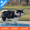 麦比佳 纯种巨型阿拉斯加幼犬活体宠物 熊版十字脸阿拉斯加雪橇犬 双血统烟灰色桃脸阿拉斯加幼崽 巨大型雪橇犬阿拉斯加犬22