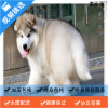 麦比佳 纯种巨型阿拉斯加幼犬活体宠物 熊版十字脸阿拉斯加雪橇犬 双血统烟灰色桃脸阿拉斯加幼崽 巨大型雪橇犬阿拉斯加犬34