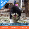 麦比佳 纯种巨型阿拉斯加幼犬活体宠物 熊版十字脸阿拉斯加雪橇犬 双血统烟灰色桃脸阿拉斯加幼崽 巨大型雪橇犬终身包纯种AA
