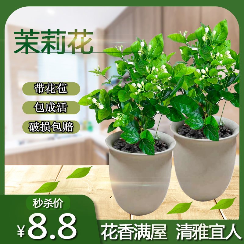 白茉莉花盆栽花卉室内观花植物四季绿植阳台开花 1盆精品茉莉花+陶瓷盆