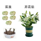 【叶卉美百合种球+盆+土】香水百合一代种球包发芽开花 【5个球+1碗莲盆+1包土】