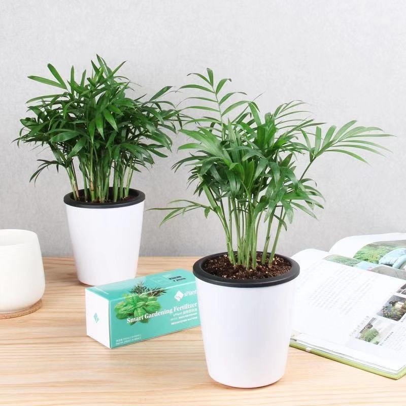 发财树+袖珍业主室内花卉小盆景办公室绿色植物客厅金钱树盆栽 2盆90#袖珍椰子+吸水盆