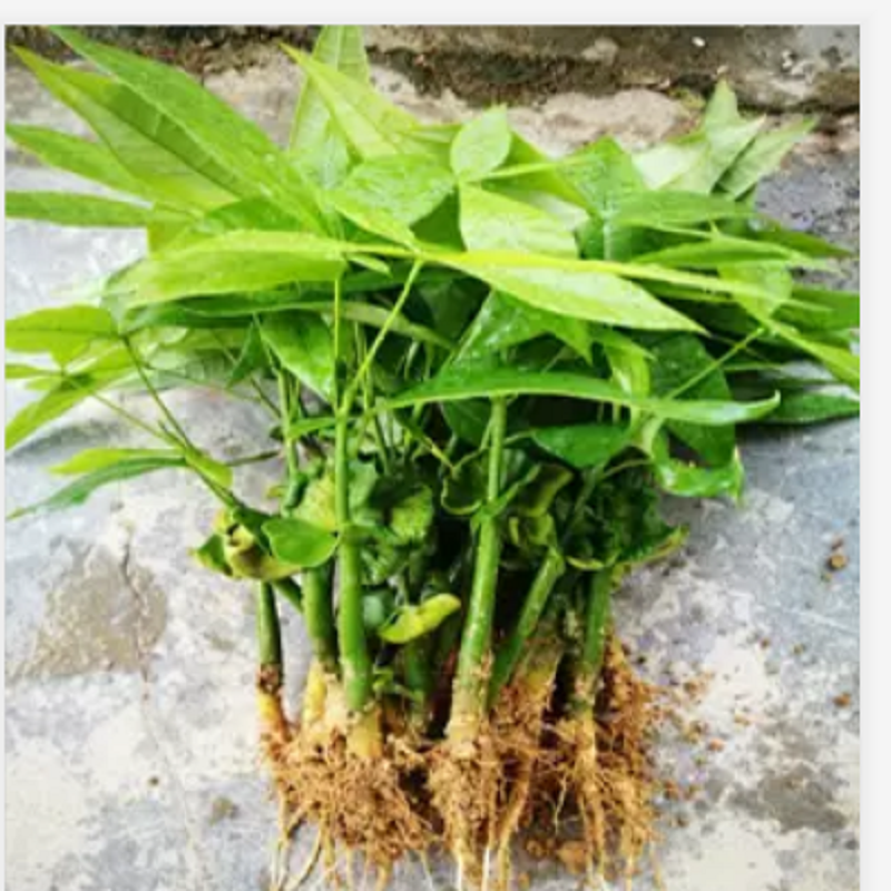 发财树盆栽室内客厅桌面绿植小盆景大发财树苗树吸甲醛植物 2棵发财树树苗（裸苗）