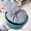 猫碗双碗陶瓷狗碗猫咪食盆饭盆狗狗喝水猫粮碗宠物用品实木防打翻_2 碗直径15.5cm碗深6.8cm 黛绿色双碗+竹木底座不同色组合请备注