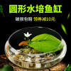 圆鱼缸小型桌面创意玻璃睡莲圆形水培植物金鱼缸一体水养家用造景_1 默认尺寸 小号一叶莲缸套餐【送雨花石】
