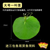 圆鱼缸小型桌面创意玻璃睡莲圆形水培植物金鱼缸一体水养家用造景_1 默认尺寸 大号一叶莲【不包含缸】