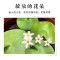 圆鱼缸小型桌面创意玻璃睡莲圆形水培植物金鱼缸一体水养家用造景_1 默认尺寸 大号一叶莲缸套餐【送雨花石】