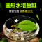 圆鱼缸小型桌面创意玻璃睡莲圆形水培植物金鱼缸一体水养家用造景_1 默认尺寸 小号一叶莲【不包含缸】