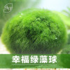 小鱼缸水族箱造景装饰真水种子植物前景懒人水藻球_1 默认尺寸 4-5cm