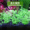水泥专用沙鱼缸装饰肥料底砂种植土陶粒砂水族造景套餐10斤_2 默认尺寸 【3L】+开缸伴侣+基肥