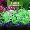 水泥专用沙鱼缸装饰肥料底砂种植土陶粒砂水族造景套餐10斤_2 默认尺寸 【3L】+开缸伴侣