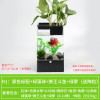 水培植物养鱼缸一体家用塑料创意懒人小型免换水桌面斗鱼专用客厅_1 默认尺寸 黑色标配+绿藻球+绿萝+狮王斗鱼