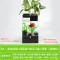 水培植物养鱼缸一体家用塑料创意懒人小型免换水桌面斗鱼专用客厅_1 默认尺寸 黑色标配+绿藻球+绿萝+狮王斗鱼
