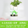 水培植物养鱼缸一体家用塑料创意懒人小型免换水桌面斗鱼专用客厅_1 默认尺寸 白色标配+绿萝