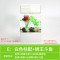 水培植物养鱼缸一体家用塑料创意懒人小型免换水桌面斗鱼专用客厅_1 默认尺寸 白色标配+狮王斗鱼