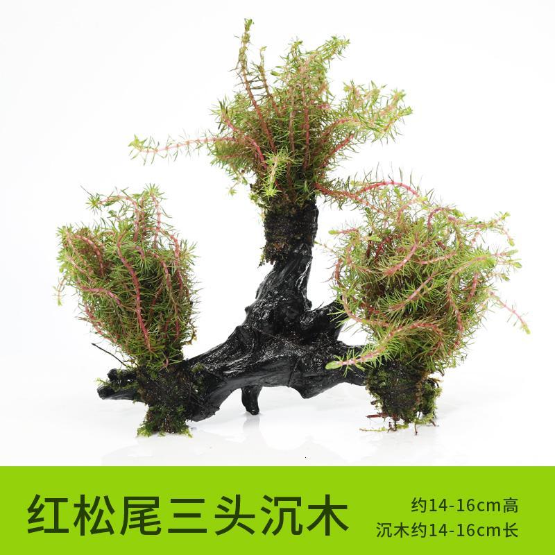 懒人水有茎类鱼缸装饰水榕沉木净化水质的水辣椒榕水族箱_2_159 默认尺寸 【三头】红松尾三头沉木