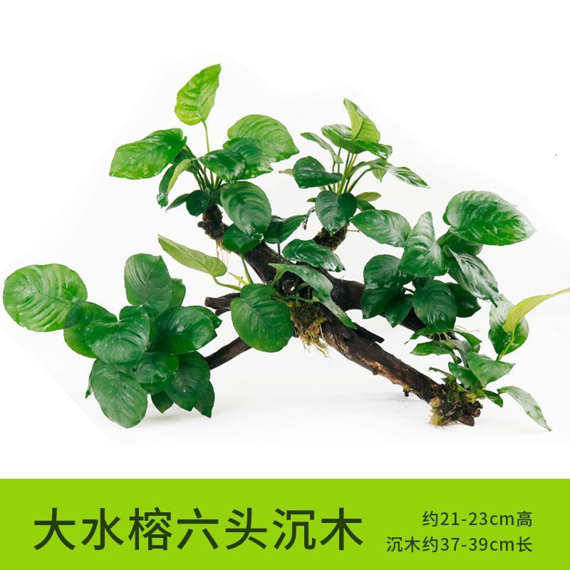懒人水有茎类鱼缸装饰水榕沉木净化水质的水辣椒榕水族箱_2_159 默认尺寸 【六头】大水榕六头沉木