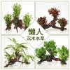 懒人水有茎类鱼缸装饰水榕沉木净化水质的水辣椒榕水族箱_2_159 默认尺寸 【三头】小对叶三头沉木