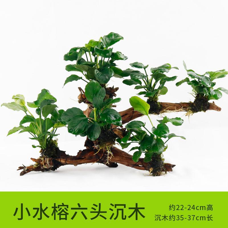 懒人水有茎类鱼缸装饰水榕沉木净化水质的水辣椒榕水族箱_2_159 默认尺寸 【六头】小水榕六头沉木
