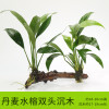沉木水缸鱼缸装饰造景套餐小水榕类懒人新手真水椒植物_1 默认尺寸 丹麦水榕双头沉木