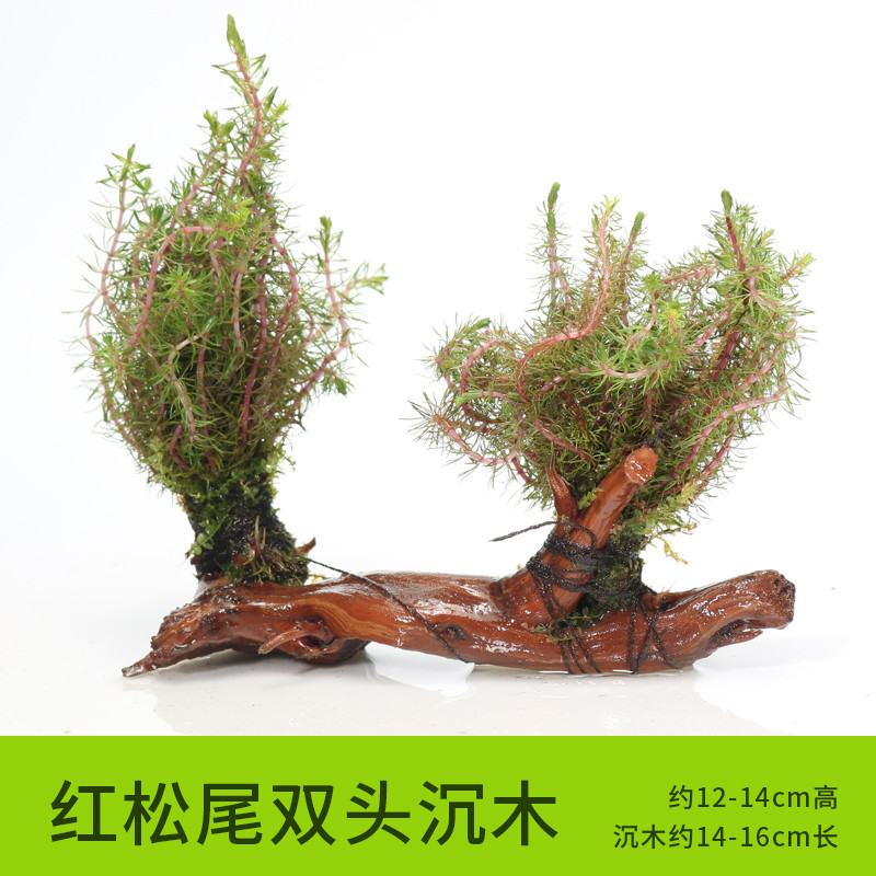 沉木水缸鱼缸装饰造景套餐小水榕类懒人新手真水椒植物_1 默认尺寸 红松尾双头沉木