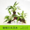 沉木水缸鱼缸装饰造景套餐小水榕类懒人新手真水椒植物_1 默认尺寸 【三头】椒榕三头沉木