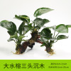 沉木水缸鱼缸装饰造景套餐小水榕类懒人新手真水椒植物_1 默认尺寸 【三头】大水榕三头沉木