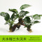 沉木水缸鱼缸装饰造景套餐小水榕类懒人新手真水椒植物_1 默认尺寸 【三头】大水榕三头沉木