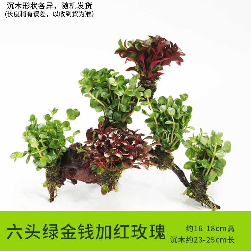 鱼缸装饰造景套餐真水沉木后景缸植物淡水小水榕养鱼懒人_1 默认尺寸 六头绿金钱加红玫瑰