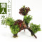 鱼缸装饰造景套餐真水沉木后景缸植物淡水小水榕养鱼懒人_1 默认尺寸 六头红松尾加红玫瑰
