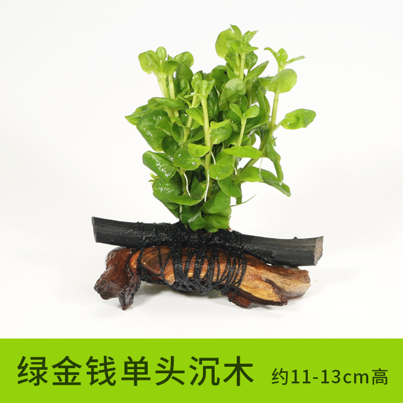 鱼缸造景水族箱装饰水金鱼藻沉木水淡水懒人水植物_1 默认尺寸 绿金钱单头沉木