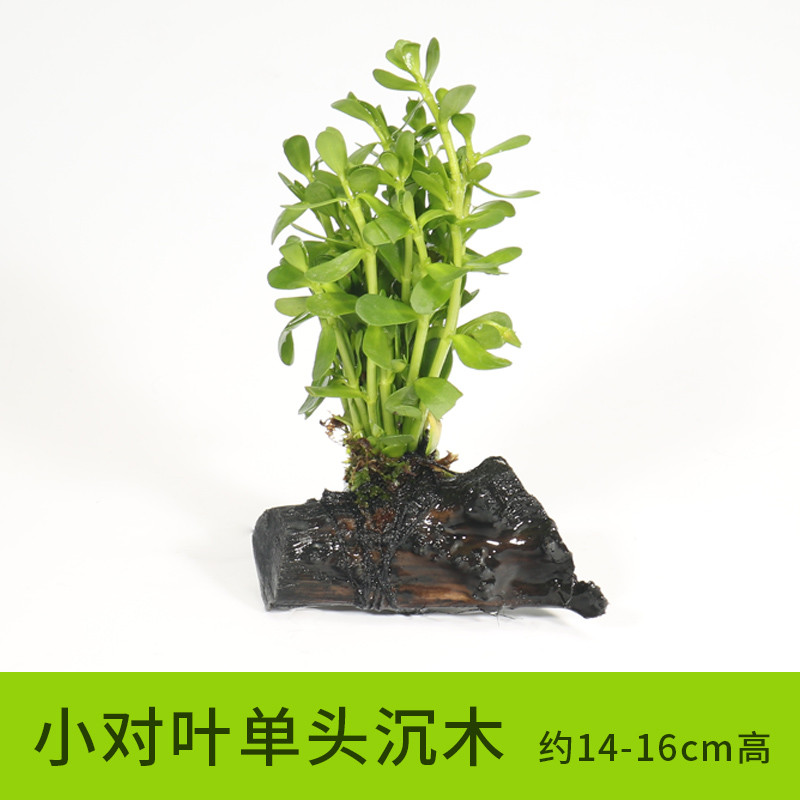 鱼缸造景水族箱装饰水金鱼藻沉木水淡水懒人水植物_1 默认尺寸 小对叶单头沉木