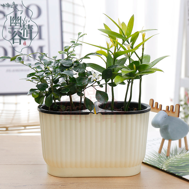 幽情谷 双盆水培植物竹柏九里香 罗汉松 室内水培多肉办公室花卉盆栽懒人盆栽好养活净化空气 带盆花盆 米色花盆+九里香+竹柏