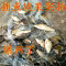 【优先发货】渔网粘网丝网三层沉网单层浮网挂子鱼网鲫鱼鲢鱼沾网白条网 三层70米长1.5米高5指沉