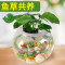 圆形鱼缸玻璃小号金鱼缸迷你圆形创意水族箱生态桌面绿植水培缸_1