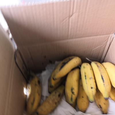 【中华特色】贵州馆 册亨香蕉糯米蕉2.5kg_5斤装 扶贫爱心蕉农家自种县长代言天然水果生鲜晒单图