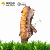 青源堂 冬虫夏草 0.5克/条 20条装10克 新鲜冬虫夏草青海玉树高海拔雪山虫草正品 可泡酒