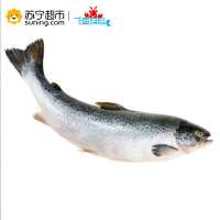 【苏宁生鲜】【冰鲜】整条 三文鱼 挪威进口 非冻5-6kg 可刺身 去内脏 顺丰冷链空运 海鲜水产