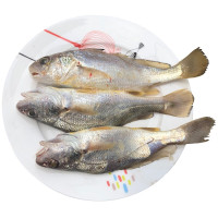 沈志雄东山岛海鲜海钓白姑鱼鲜活速冻像黄花鱼5-6条/袋共1000g