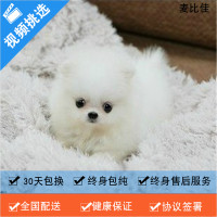 麦比佳 纯种哈多利系球体博美犬活体动物 茶杯长不大的 日系俊杰双血统长不大的茶杯狗白色博美犬 赛级博美犬活体狗狗纯种博美