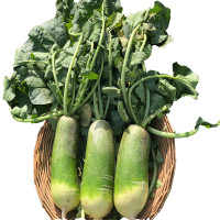 【鲜贝达】萝卜 净重5斤装 正宗山东潍坊水果萝卜 新鲜蔬菜农产品